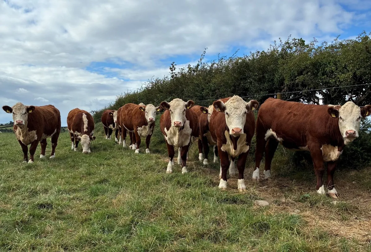 Solpoll Hereford Heifers - Image 1