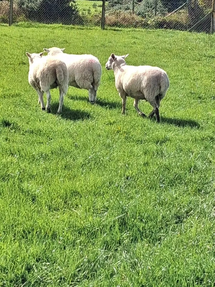 Texel X hoggets for sale - Image 1