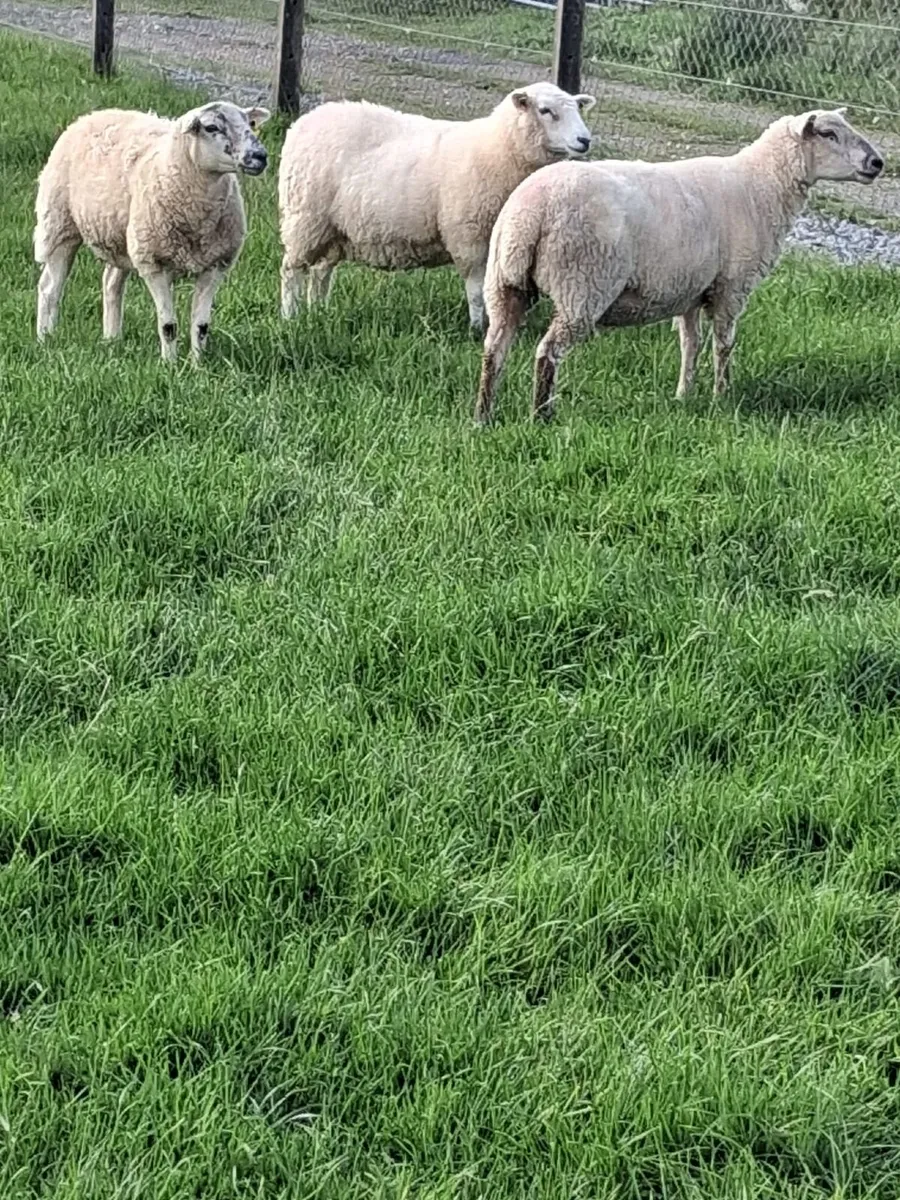 Texel X hoggets for sale - Image 2
