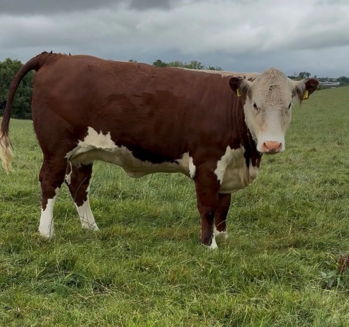 Solpoll Hereford Heifers - Image 2