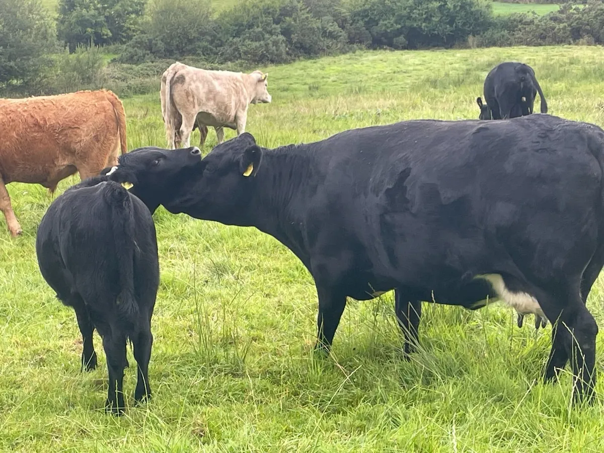 5* Pedegree Polled Dexter Cow and Calf - Image 1