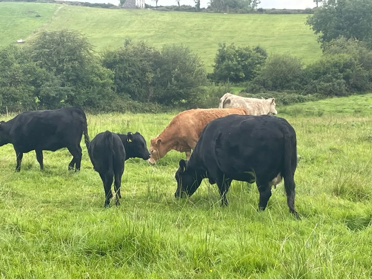 5* Pedegree Polled Dexter Cow and Calf - Image 4