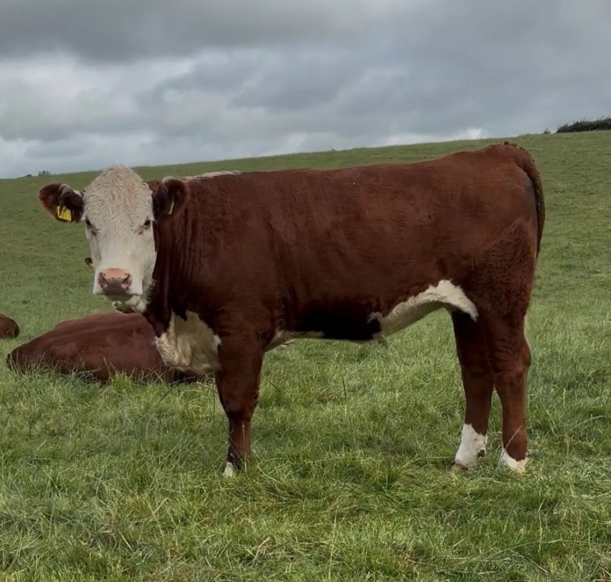 Solpoll Hereford Heifers - Image 4