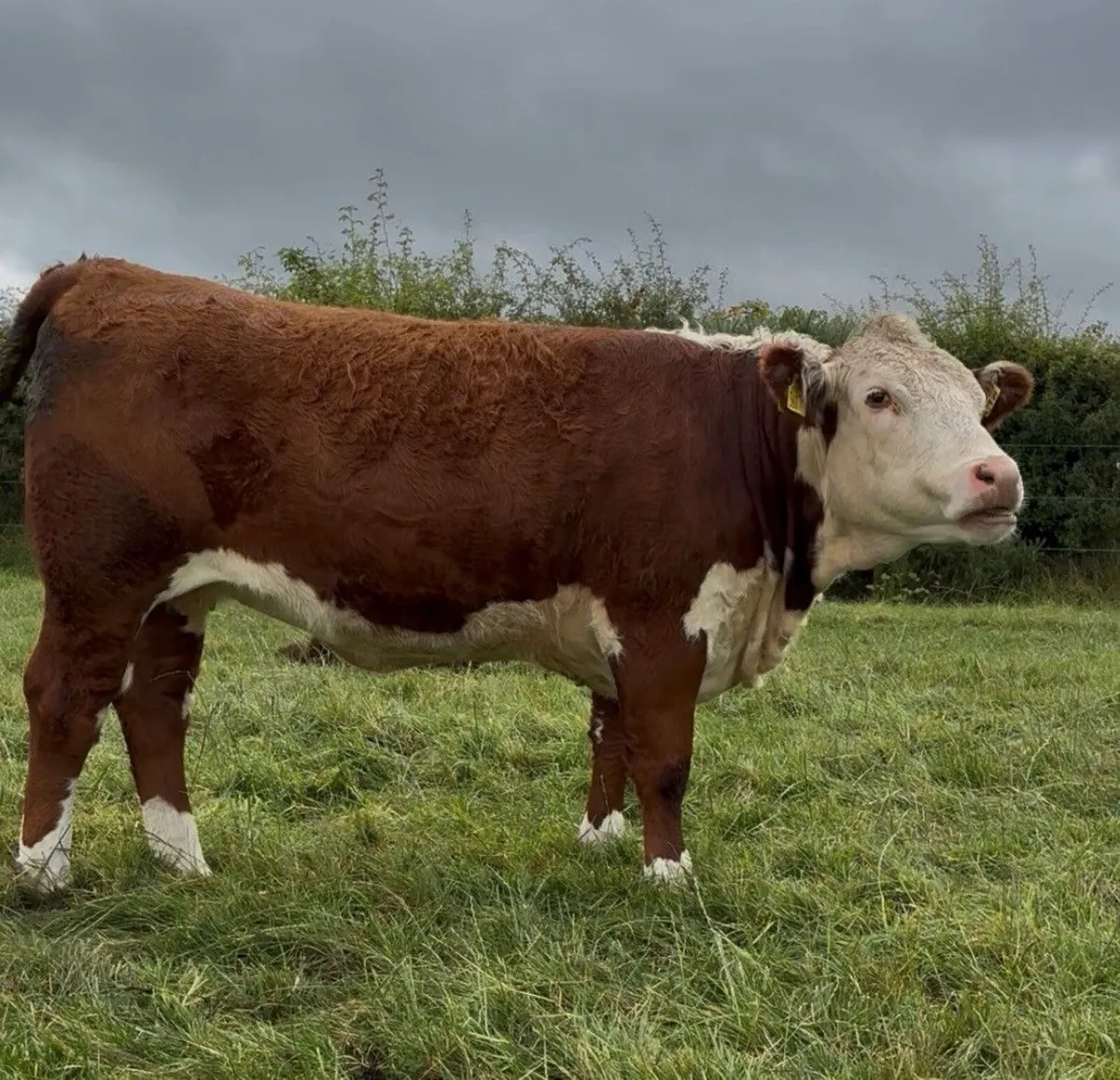 Solpoll Hereford Heifers - Image 3