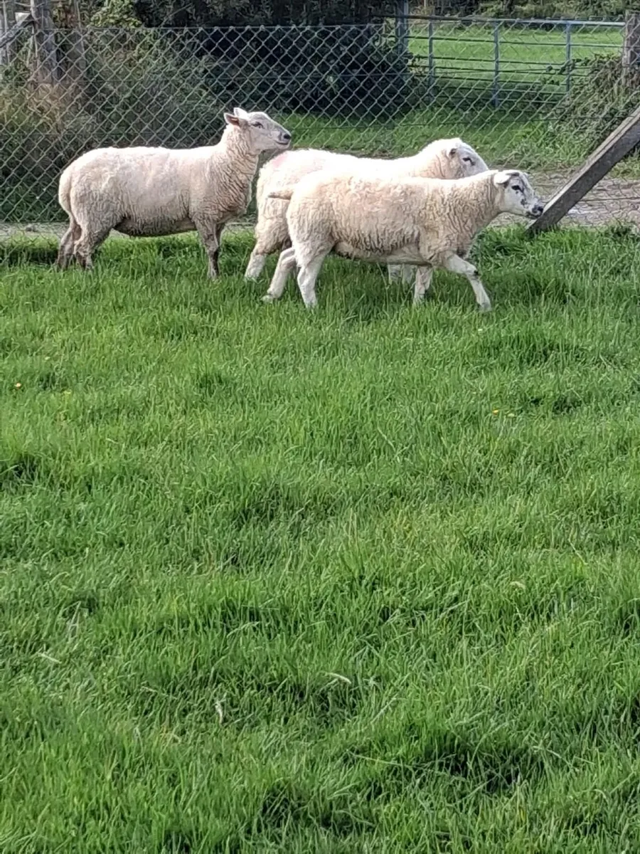 Texel X hoggets for sale - Image 3