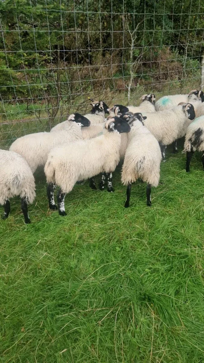14 Black face ewe lambs - Image 2