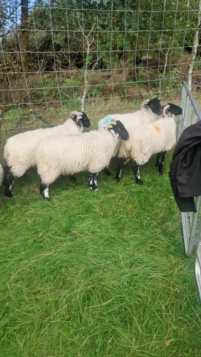 14 Black face ewe lambs - Image 3