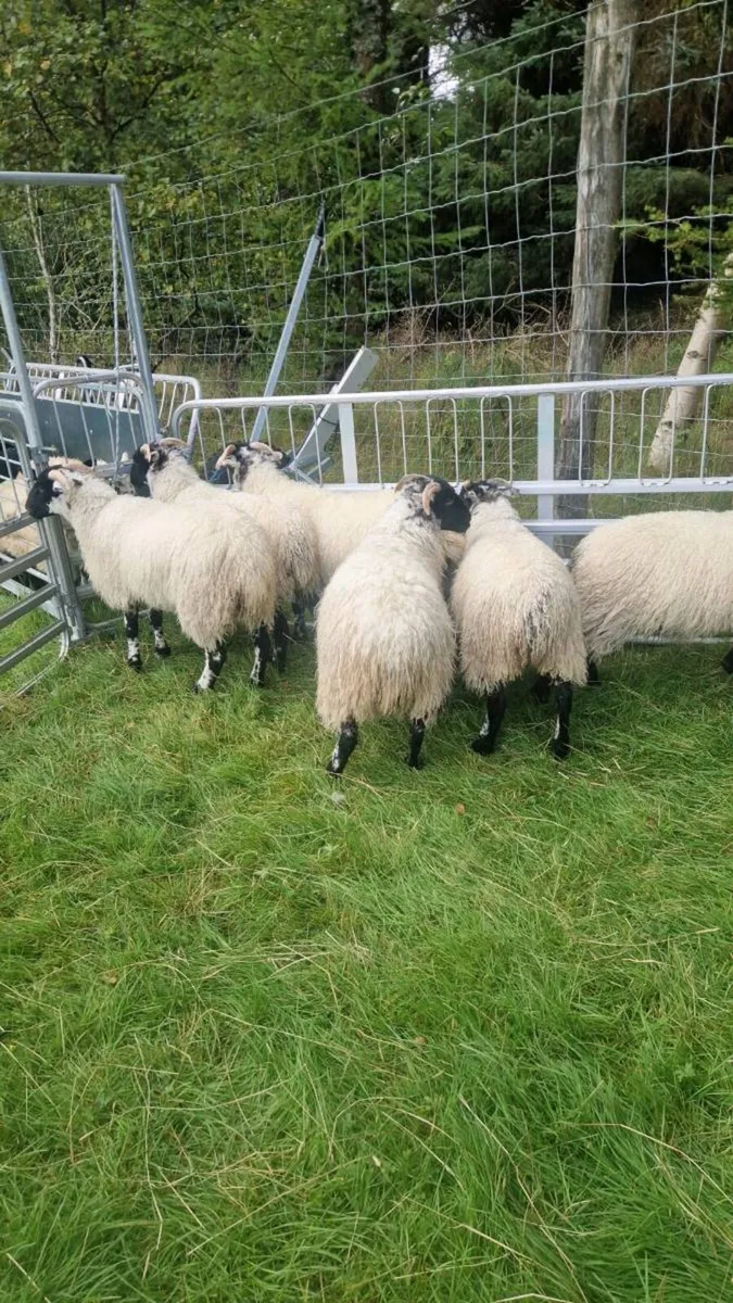 14 Black face ewe lambs - Image 4