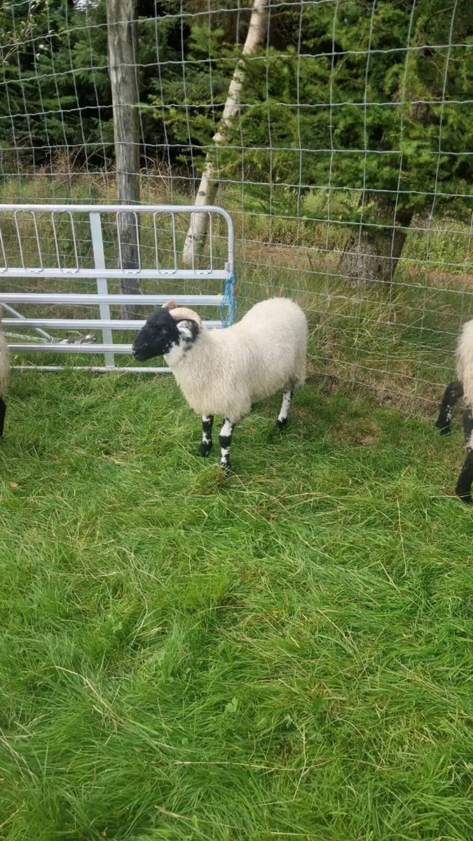 14 Black face ewe lambs - Image 1