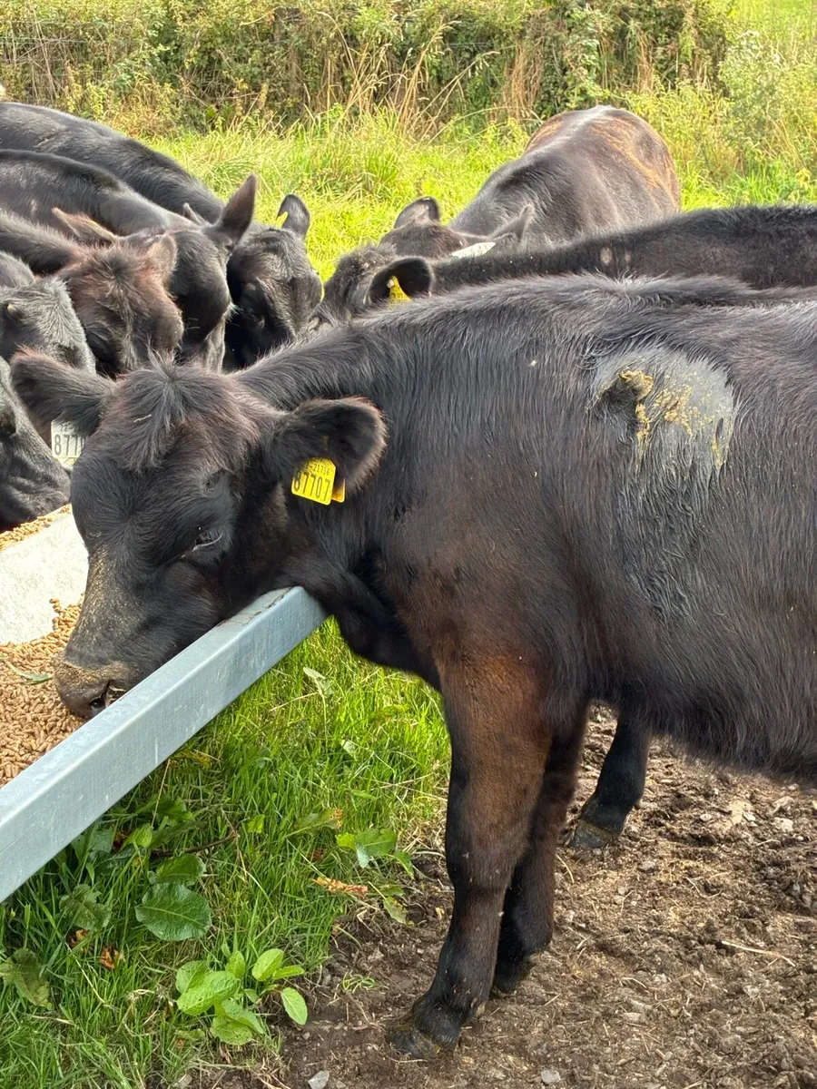 35 SUPER QUALITY GRASS AA BULL WEANLINGS - Image 2