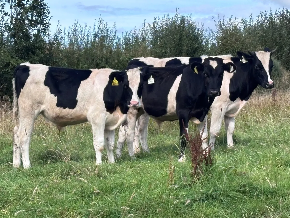 6 Freisan bull Weanling for sale@€665 - Image 2