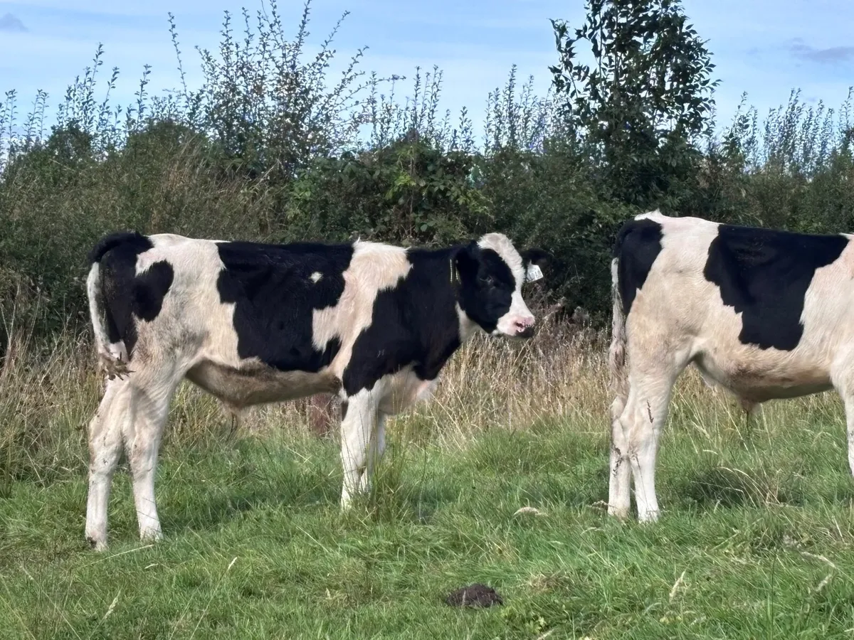 6 Freisan bull Weanling for sale@€665 - Image 3