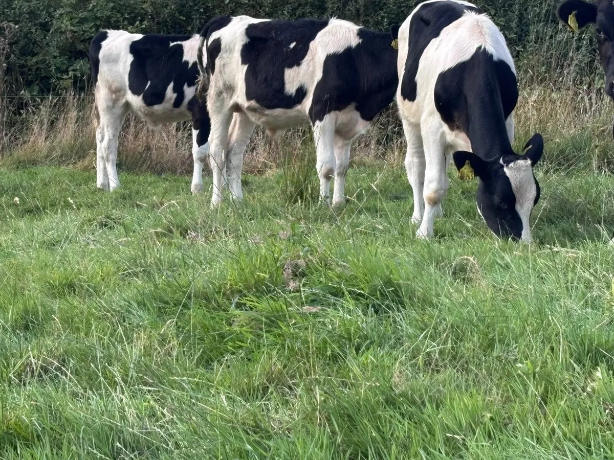 6 Freisan bull Weanling for sale@€665 - Image 4