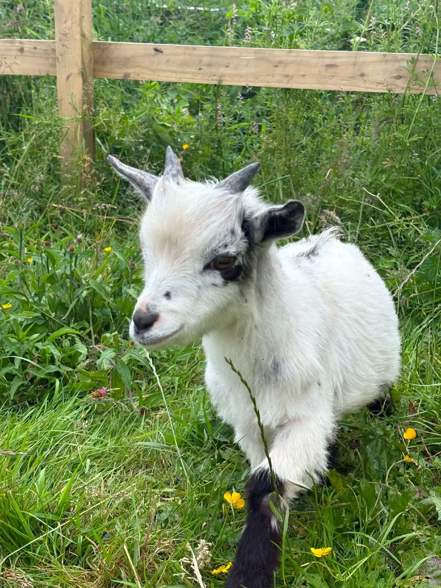 Pygmy Goat free to good home - Image 1
