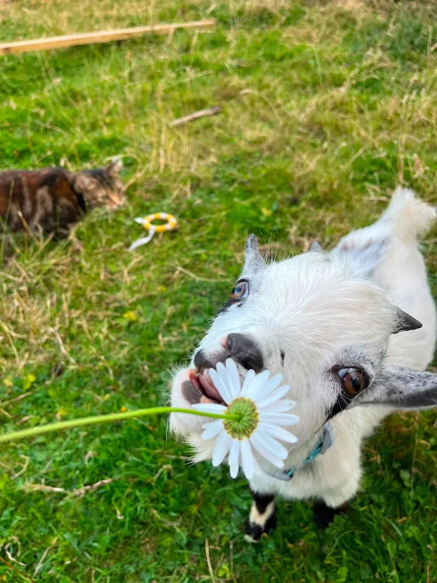 Pygmy Goat free to good home - Image 2