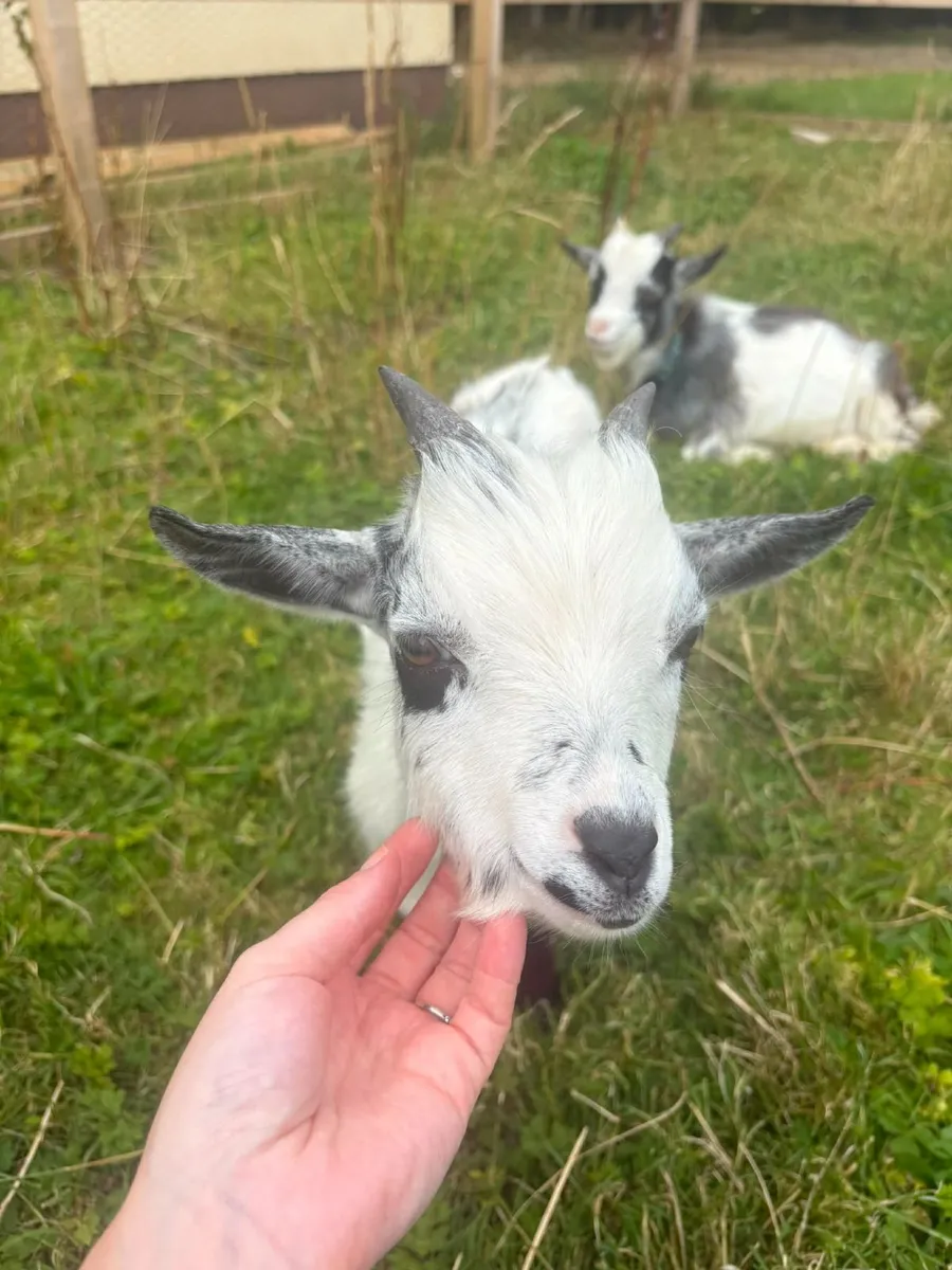 Pygmy Goat free to good home - Image 3