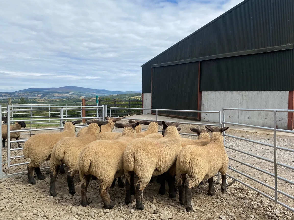 Replacement Hoggets and Ewe Lambs - Image 4