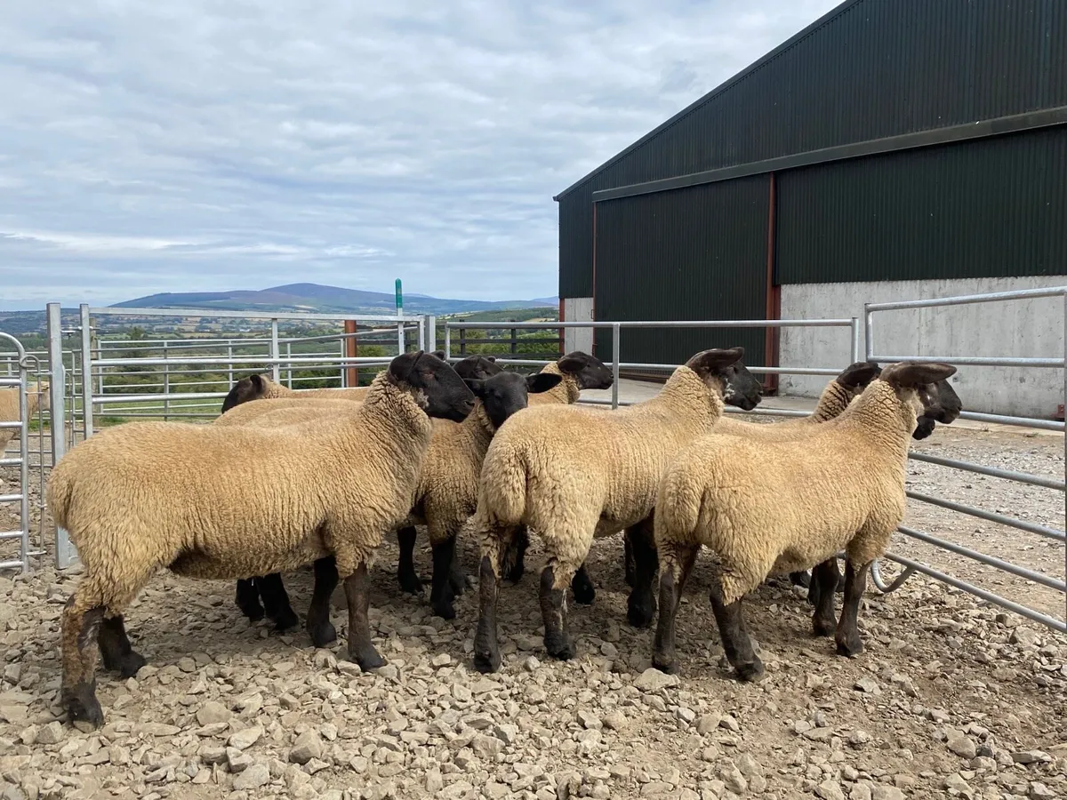 Replacement Hoggets and Ewe Lambs - Image 2