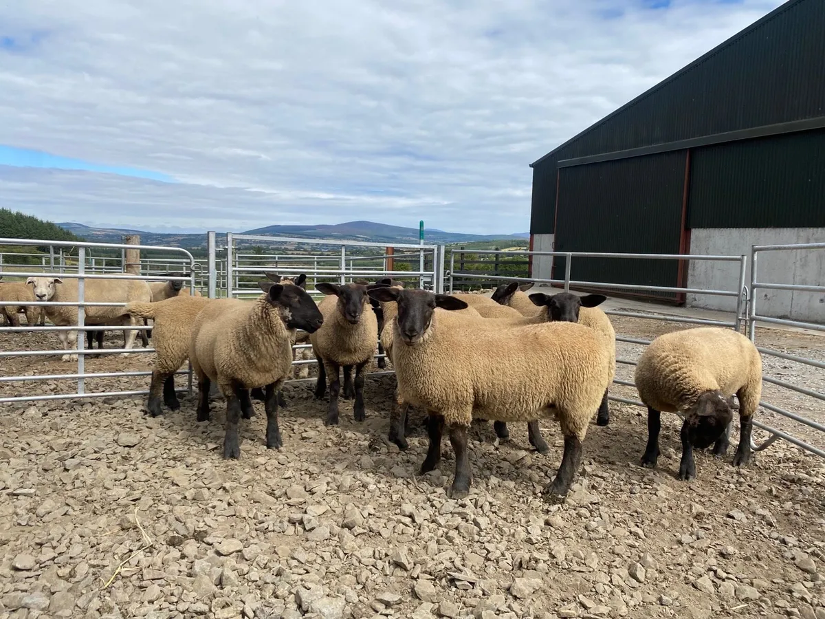 Replacement Hoggets and Ewe Lambs - Image 3