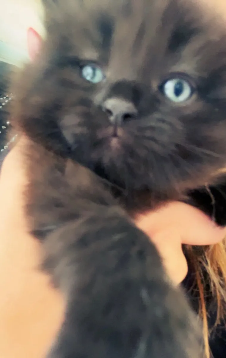 Kitten long hair - Image 1
