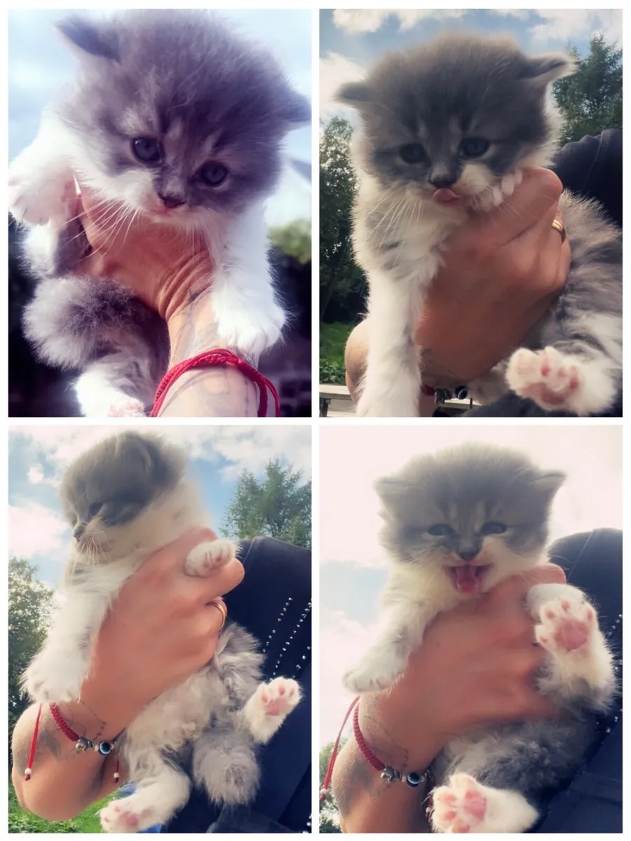 Kitten long hair - Image 2