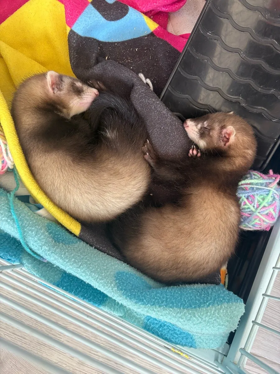 Ferrets - Image 1