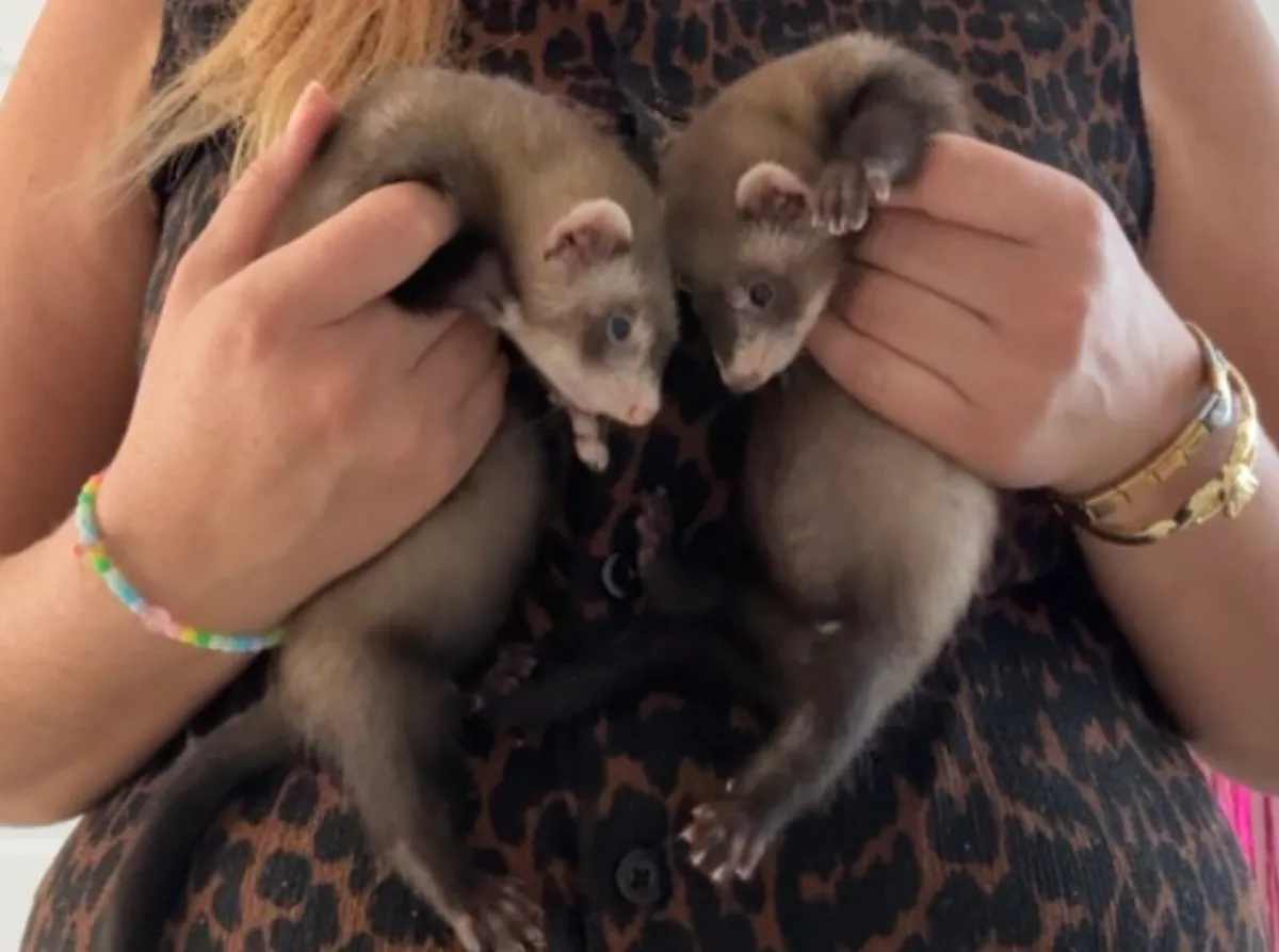 Ferrets - Image 2