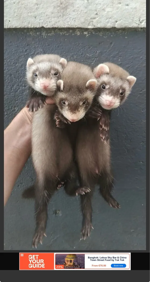 Ferrets - Image 3