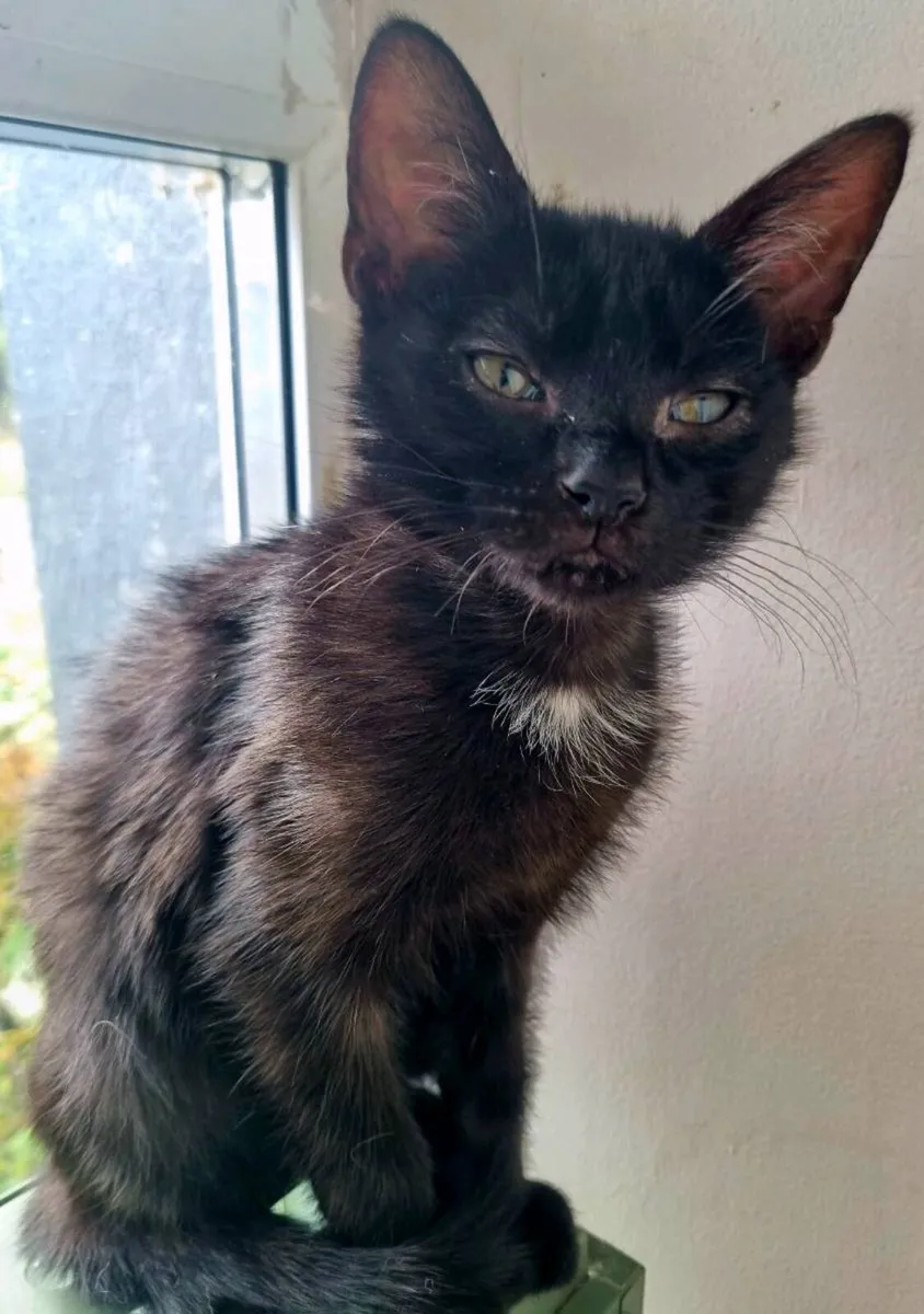 Black Kitten - Obi-Wan Catnobi - Image 2