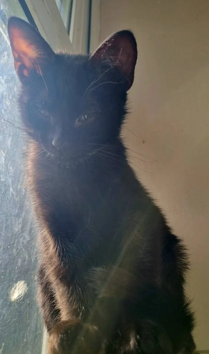 Black Kitten - Obi-Wan Catnobi - Image 4