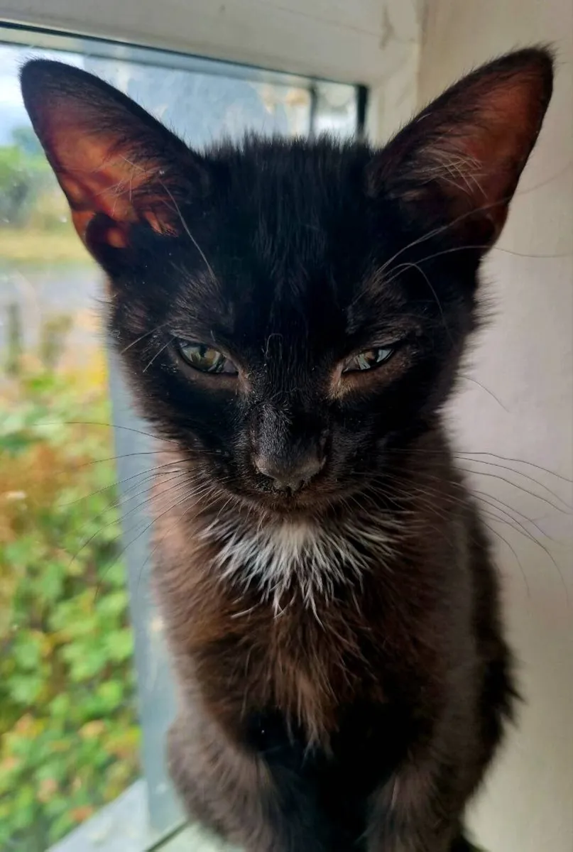 Black Kitten - Obi-Wan Catnobi - Image 1