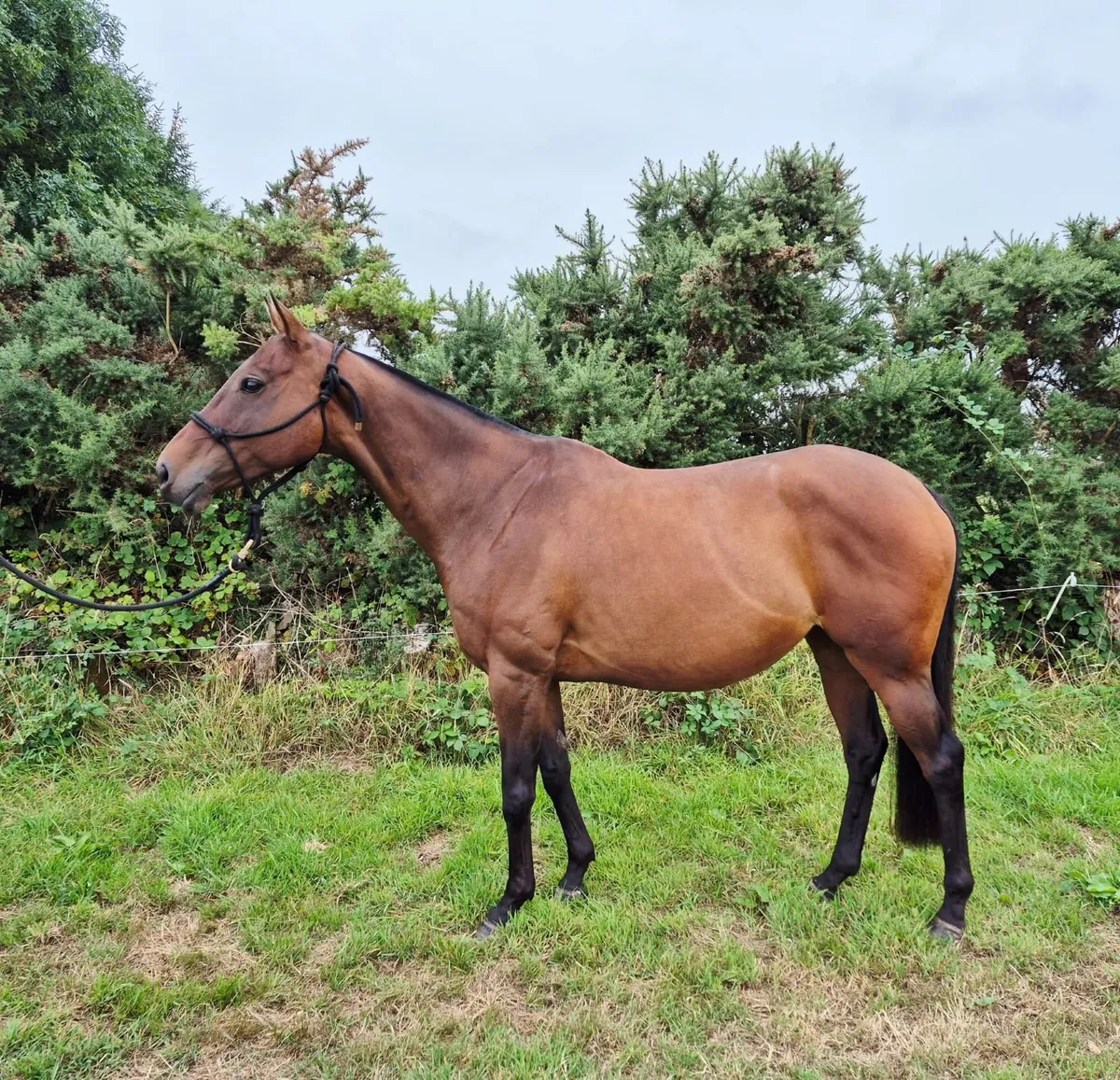 Schoolmaster Rey - Image 1