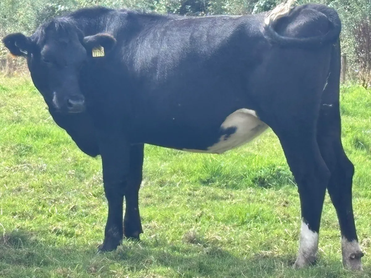 5 Angus & Hereford store heifers for sale - Image 3