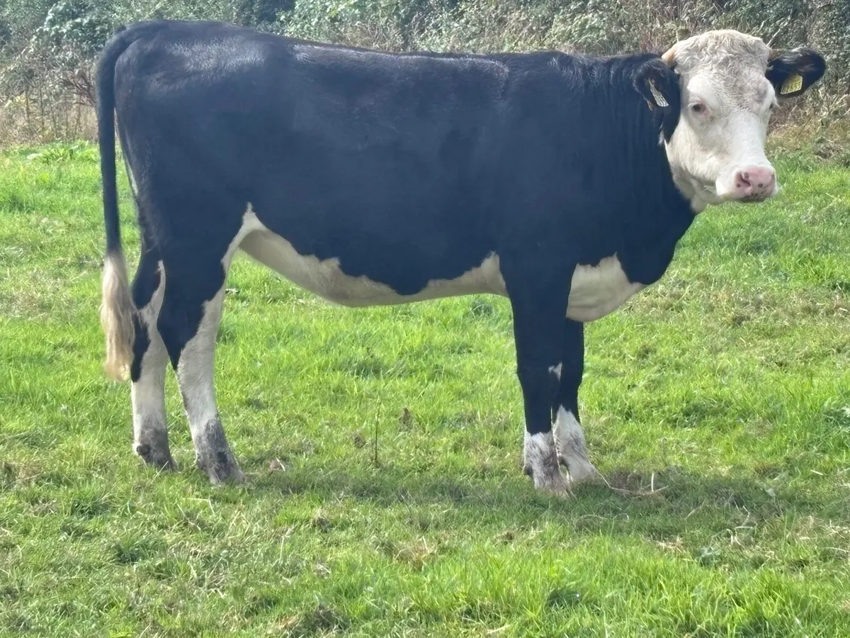 5 Angus & Hereford store heifers for sale - Image 4