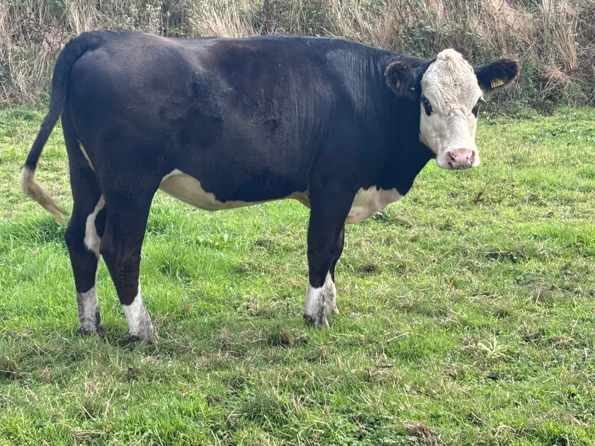 5 Angus & Hereford store heifers for sale - Image 2