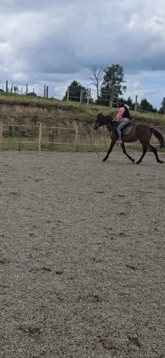 Bay gelding - Image 4