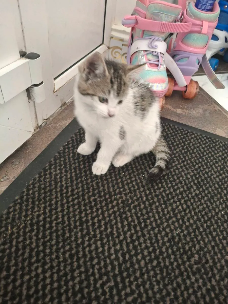 Female Kitten - Image 1