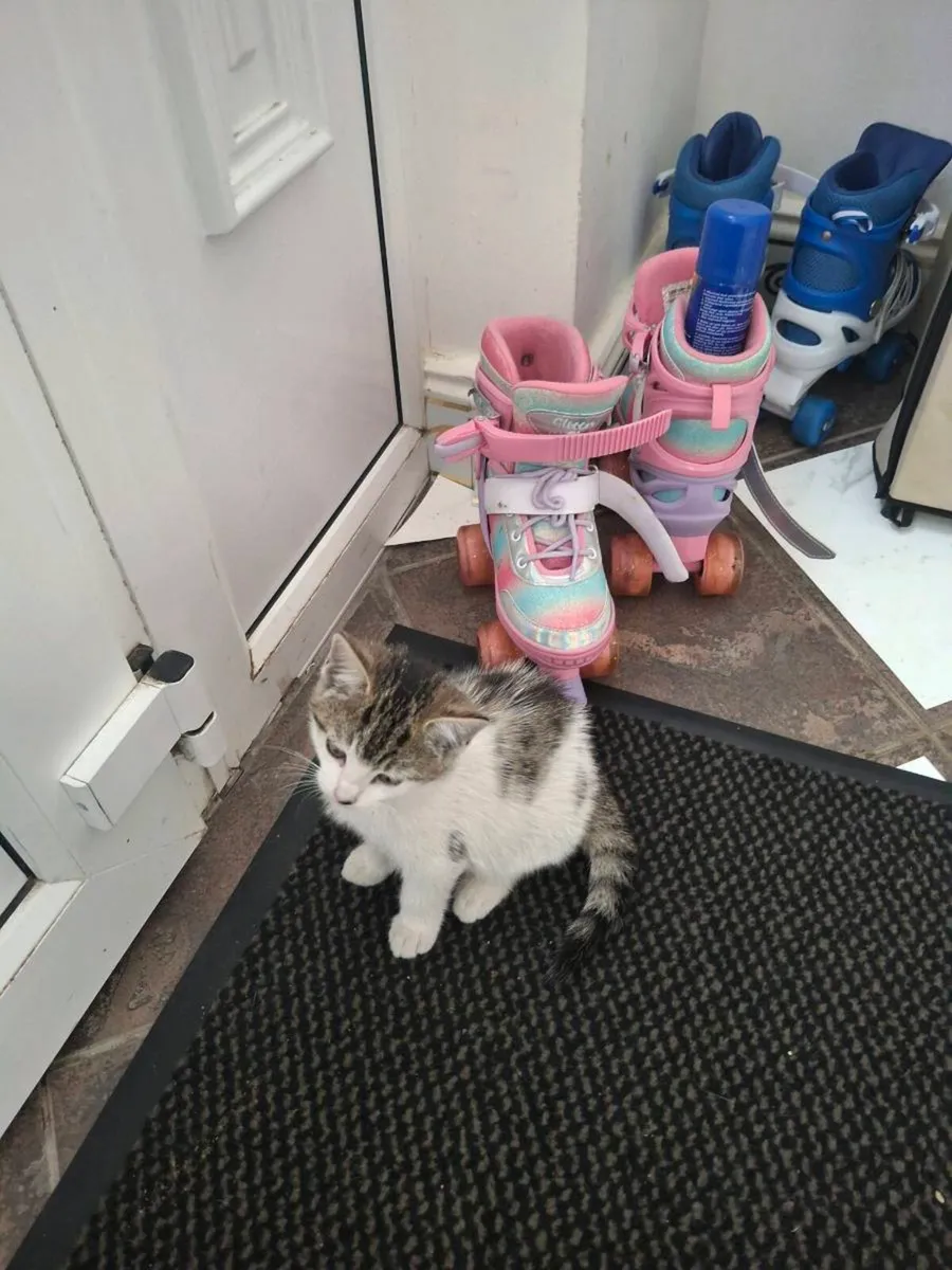 Female Kitten - Image 2