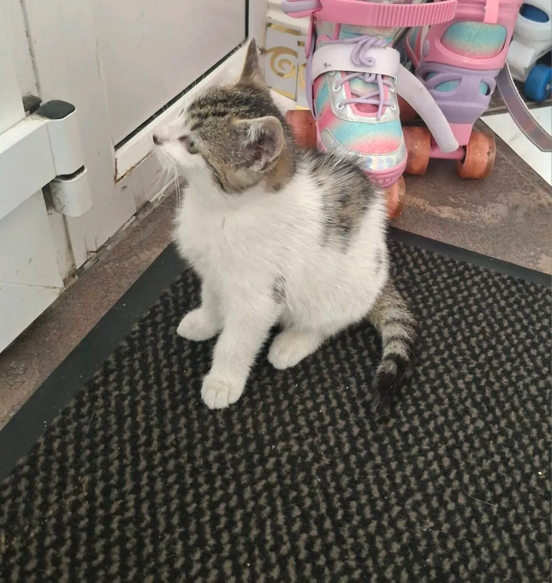 Female Kitten - Image 3