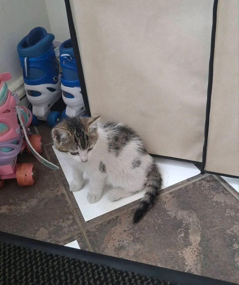 Female Kitten - Image 4