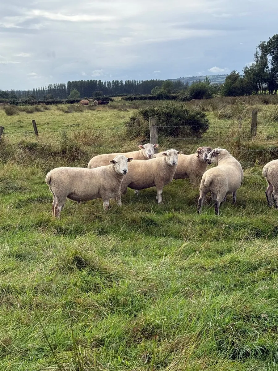 Shearling Dorset x teasers
