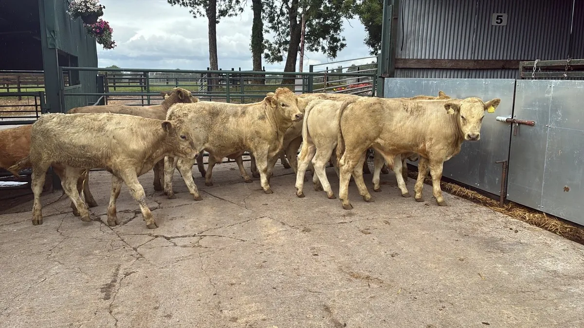 12 u grade charlaois bull weanlings - Image 4