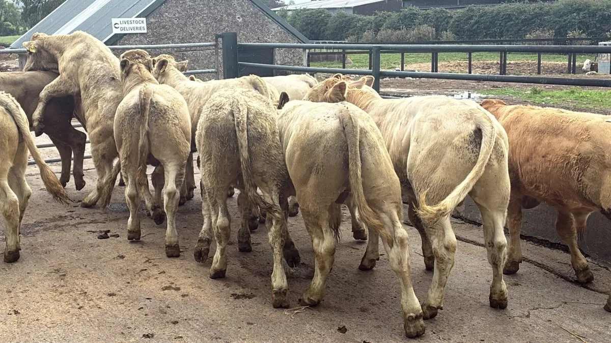 12 u grade charlaois bull weanlings - Image 1