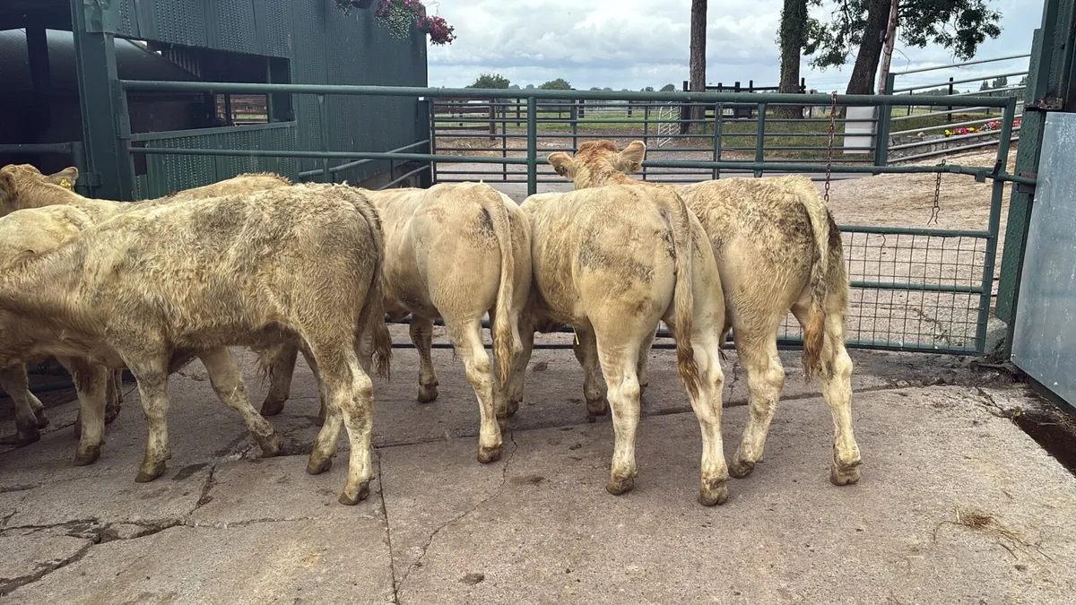 12 u grade charlaois bull weanlings - Image 2