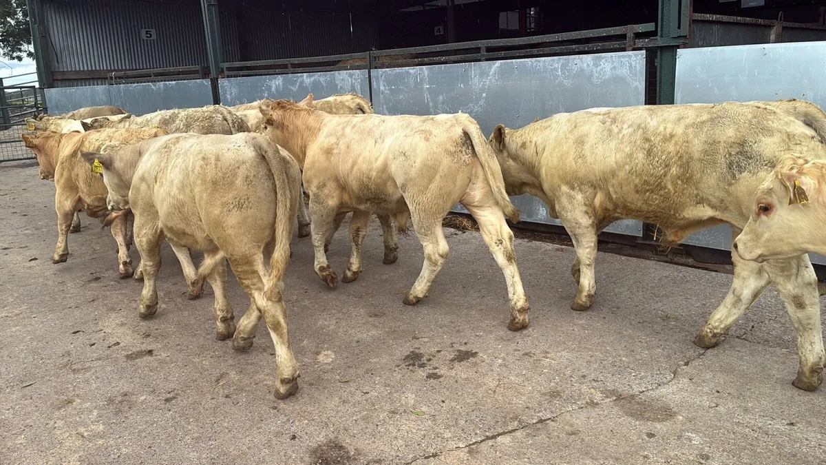 12 u grade charlaois bull weanlings - Image 3