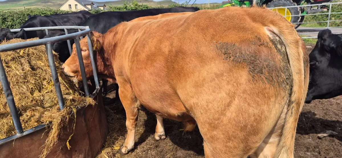 Limousin Bull - Image 3