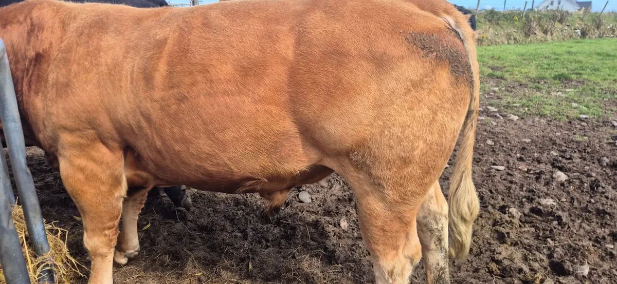 Limousin Bull - Image 4