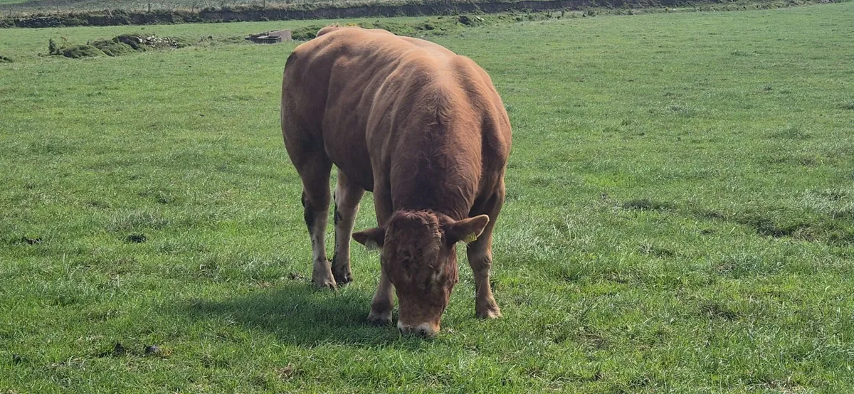 Limousin Bull - Image 1