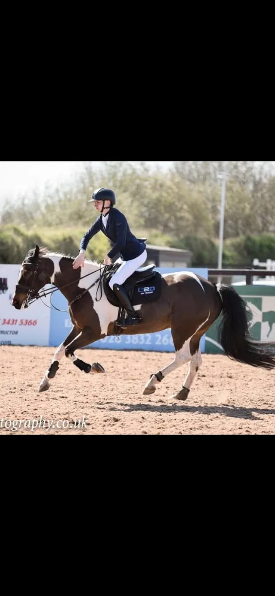 15 year old schoolmaster gelding - Image 2