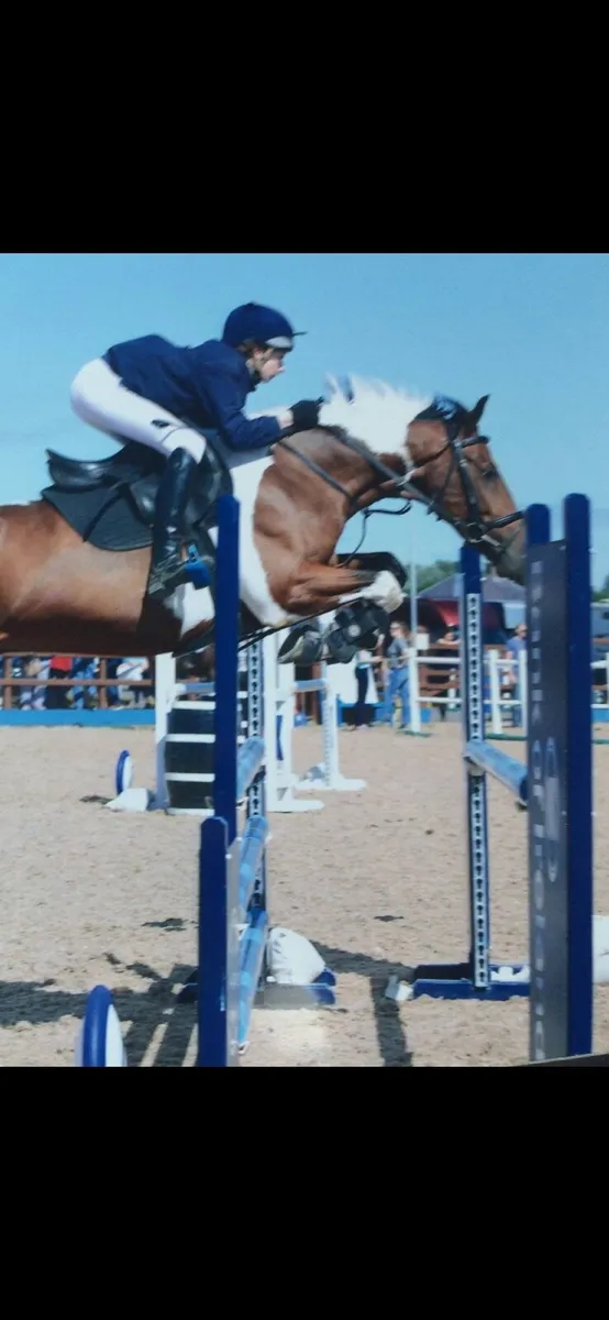 15 year old schoolmaster gelding - Image 3